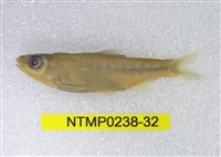 藏品(平頜鱲)的圖片